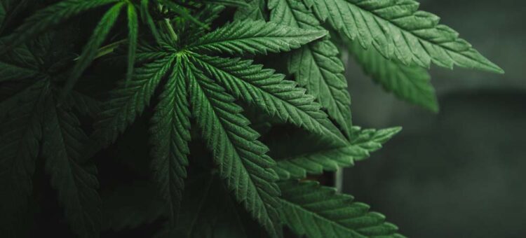 Cannabis Awareness for Employees
